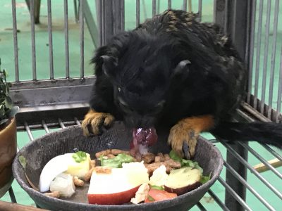 何よりもまずブドウに飛びついたシリウス