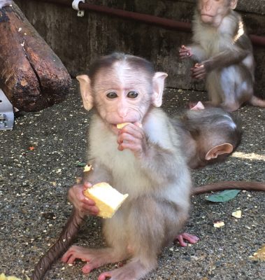 ショウグン