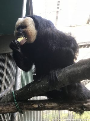 イモを食べるモップくん