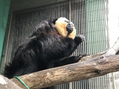 ブドウを食べるモップくん