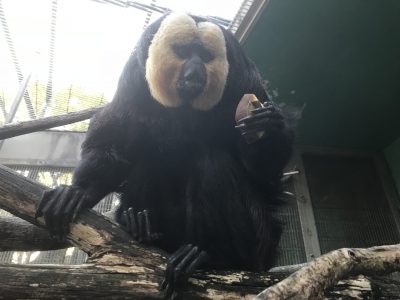 モップくん、下からみた図