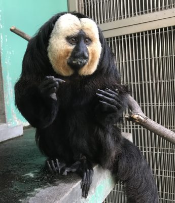 今日のモップくん