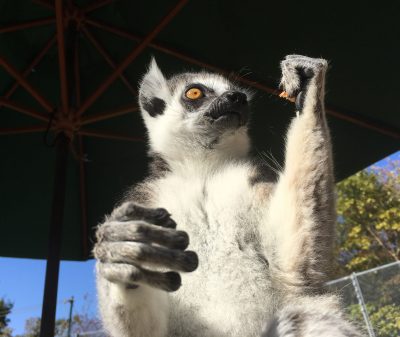 下から