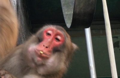 ケツアゴ