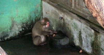ダチュラ1