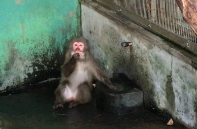 ダチュラ3