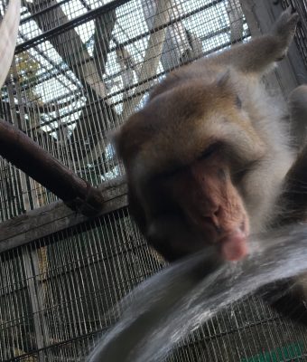 水飲み