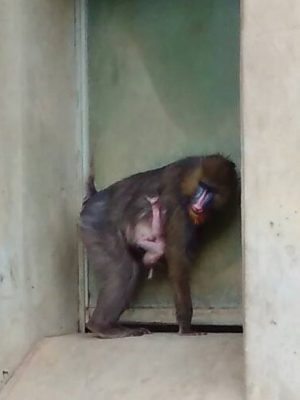 出生日のイラーリ
