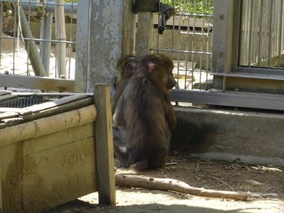 サユミに抱きつくディスコ