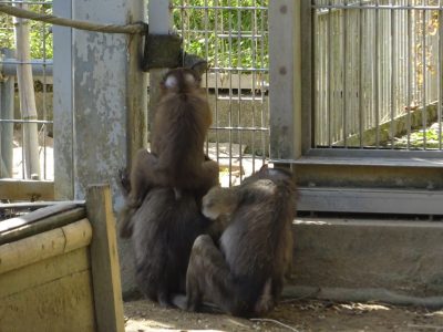 サユミに抱きつくイラーリ