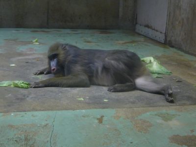ディディ