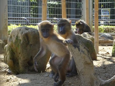イラーリとディスコ