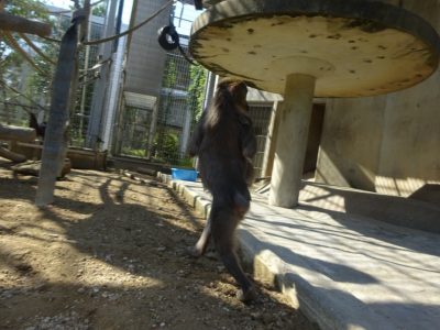 イラーリを抱くディスコ