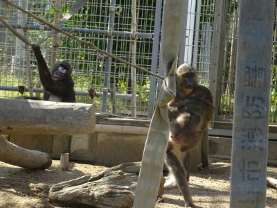 イラーリを抱くディスコ