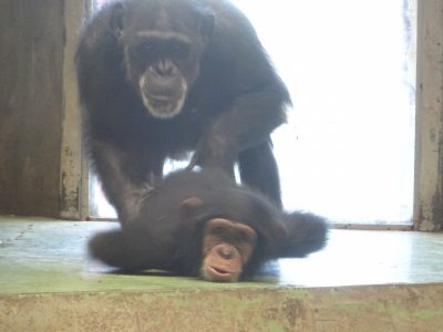 フジコとマモル