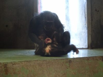 フジコとマモル