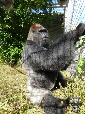 タロウ
