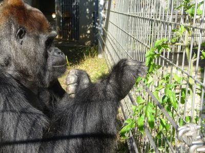タロウとトマト