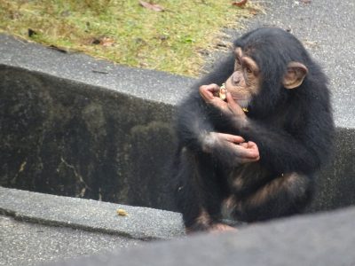 マモル