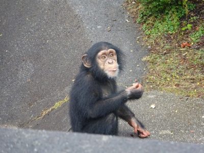 マモル