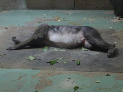 ディディ