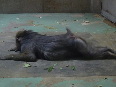 ディディ