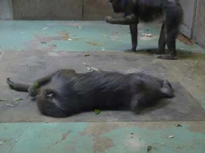 ディディ