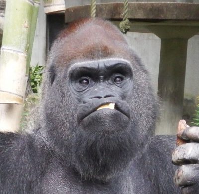 イケメンゴリラじゃないけれど 飼育の部屋