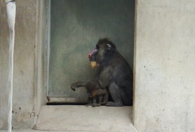 イラーリに肘をおくデコ