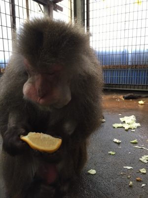 ミカンを食べるヤクニホンザル