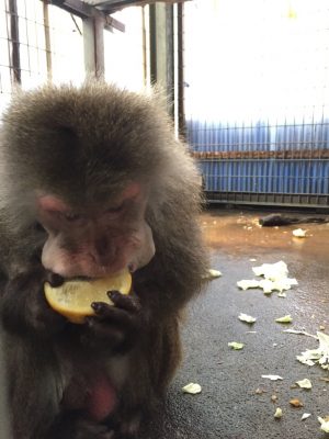 ミカンを食べるヤクニホンザル