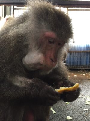 ミカンを食べるヤクニホンザル