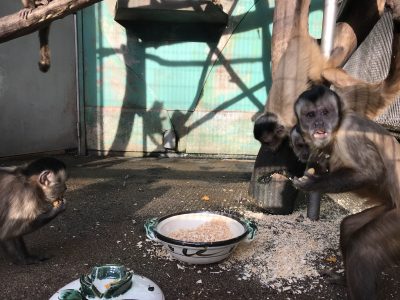 ちゃっかり食べるココロくん