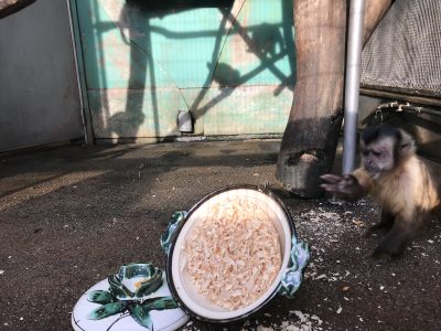 ココロくんのていっ