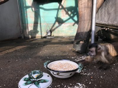 ココロくん登場