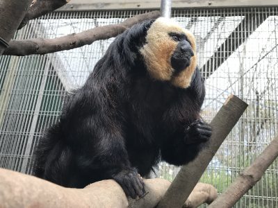 凛々しいモップくん