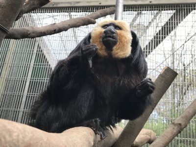 よく見るモップくん