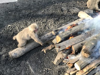 忍び足