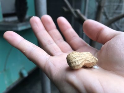 残されたピーナッツ