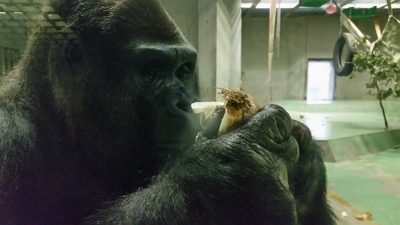 タロウとタマネギ