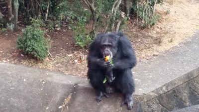 ツトムとミカン