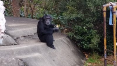 ジミーとミカン