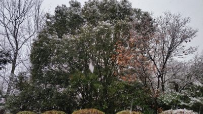 雪降る園内
