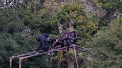 ウンテイの上のチンパンジー