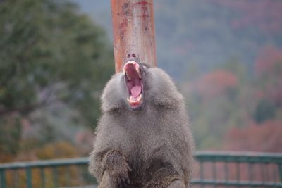 大きなあくび！