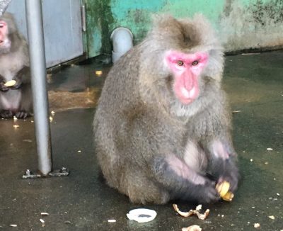 ノビル2
