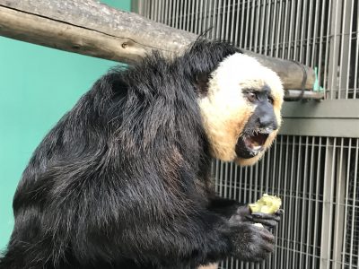蒸しイモ食べてるモップくん