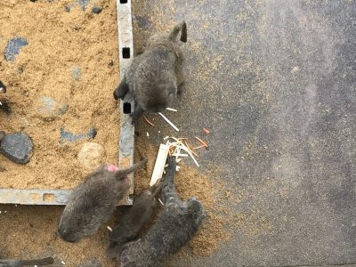 ぺろっと平らげる