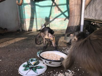 鍋を与える