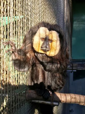 寒そうなモップくん